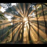 Wiek Puszczy Białowieskiej – najstarszego lasu Europy